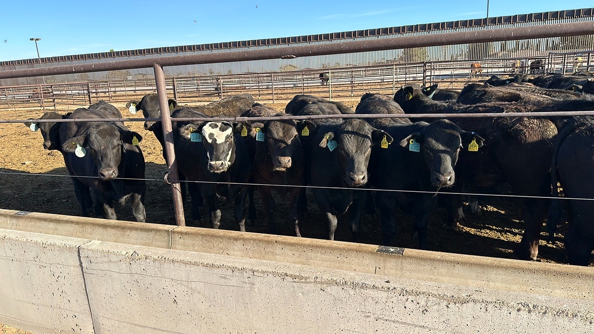 Black cattle in livestock pens