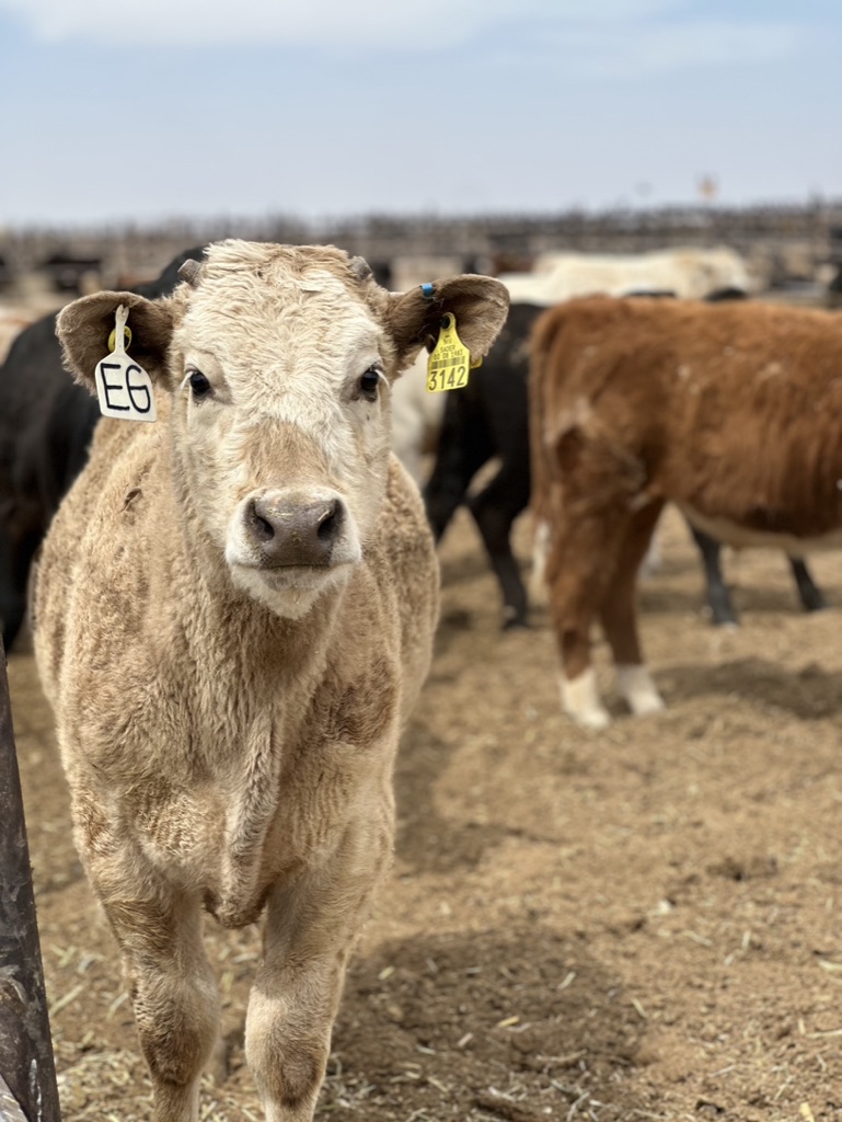 Mexican-origin steer in livestock pen