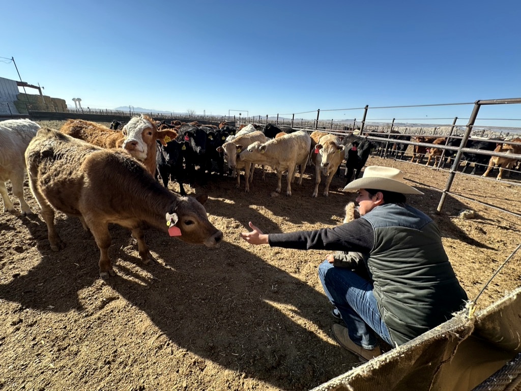 Eduardo Garcia inspecting cattle in pens